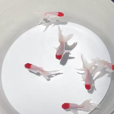 00yoru00's profile picture. I have respect for all performers.