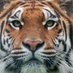 Solidtigerjp ✝️🐅 (@solidtigerjp) Twitter profile photo Solidtigerjp ✝️🐅 (@solidtigerjp) Twitter profile photo