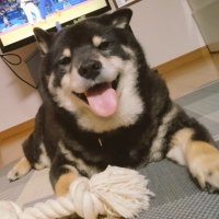 青バラ (@gmoibmmis3t9hxz) 's Twitter Profile Photo