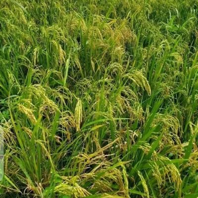 BNSADDIQ001's profile picture. BUSINESS MAN