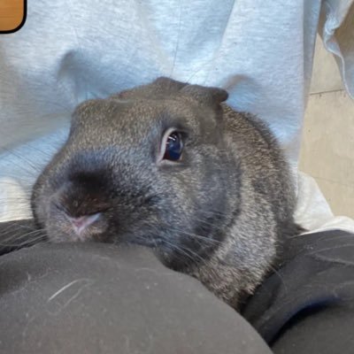 しみずさんのプロフィール画像