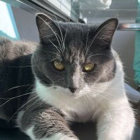 Bobofinch (@bobofinch) 's Twitter Profile