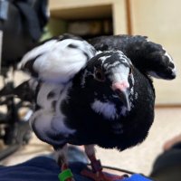 ぽぅぽぅのいる世界🐦 (@popoko0501) 's Twitter Profile Photo ぽぅぽぅのいる世界🐦 (@popoko0501) 's Twitter Profile Photo
