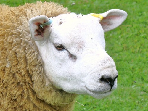 Poppinghole Farm has newly established holiday lets, spa and indoor pool. We also run a pedigree Texel flock, Sussex cattle and breed and compete sport horses.