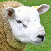 Poppinghole Farm (@poppingholefarm) Twitter profile photo