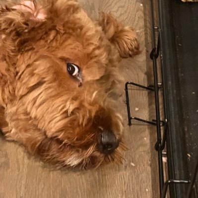 pontevecchio5's profile picture. …