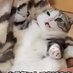鮮血の猫舌♂( * ॑꒳ ॑*)つ (@gablielgachi) Twitter profile photo 鮮血の猫舌♂( * ॑꒳ ॑*)つ (@gablielgachi) Twitter profile photo