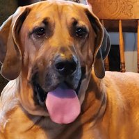 Matty (@matteothedogman) 's Twitter Profile