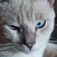 大猫 (@tony_kujo) 's Twitter Profile