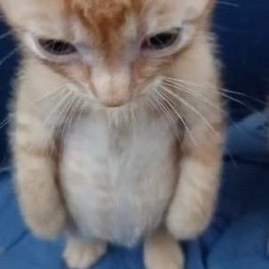 SADMADLOVER's profile picture. 