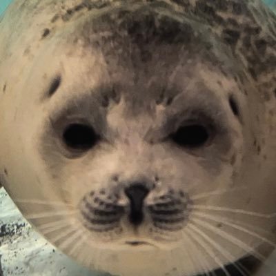 𓐍◌゚🦭アザラシはまるくて可愛いぞ🦭゚◌𓐍アザ活は月1目標🔰┊︎これまでもこれからもミゾレが原点┊︎個人的アザ活備忘録▷▶ #RS_アザ活備忘録┊︎ディズニー(主にパーク)も好きです▷▶@rickey_mouse_RM ※たまに話題に出ます┊︎無言フォロー失礼します・アザラシ関連のRP多めです