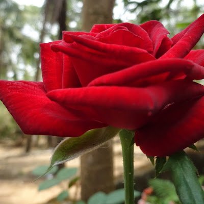 ashirhr73's profile picture. 