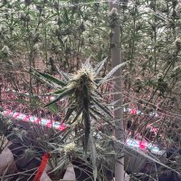Will l am (@mj420terps) 's Twitter Profile