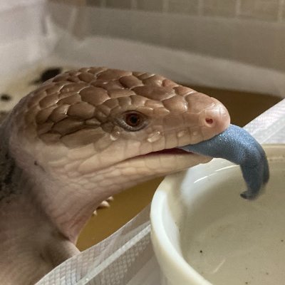 レオパ12匹、クレス1匹、キタアオジタ1匹、カラカネの餌係。
基本うるさいです。
欲しいものリスト:https://t.co/1VEqiS0WGk