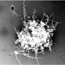 weirdscience007's profile picture. Just some random info that your parents/teachers/doctors/priests forgot to tell you...