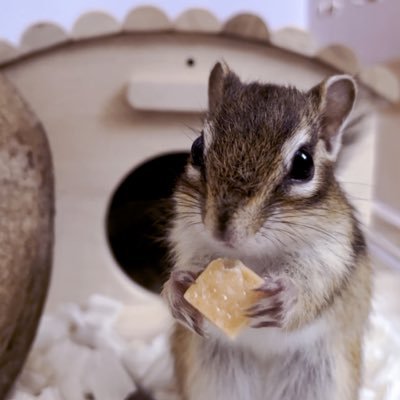 たんぽぽ🐿♡