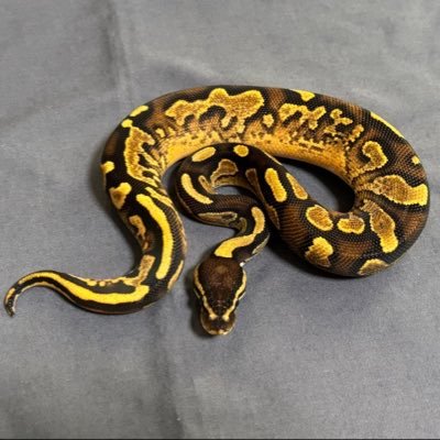 pillow241013's profile picture. ボールパイソンメインの爬虫類アカウントとして始めました。