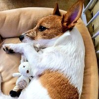 オカピ (@okapi_change) 's Twitter Profile