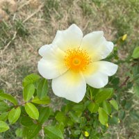 Texas_pax (@texas_pax) 's Twitter Profile