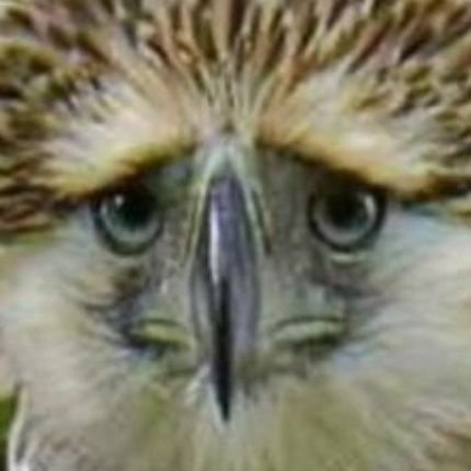 Viszlorr's profile picture. full-time loser