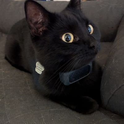 🐈 Tschurtschn,🐈 Pipi,🐈⬛ Bärbel,🐈 Josef 'Joesi' / 🐕 Lorelai /
Hobbyköchin /
Verheiratet /
Allerg. Asthma mit 35% Lungenfunktion (COPD3)