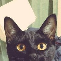 シン🐈⬛Estrella Cero (@shin_est_cero) 's Twitter Profile Photo シン🐈⬛Estrella Cero (@shin_est_cero) 's Twitter Profile Photo