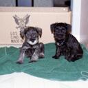 Gail Barnes - @Defencetiger - Twitter