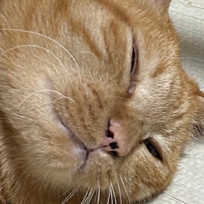 TIGER000999's profile picture. 