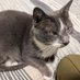 cats help (@kaplajk) Twitter profile photo cats help (@kaplajk) Twitter profile photo
