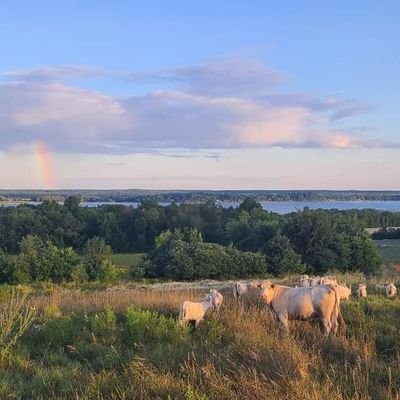Charolais Cattle/Crops. Cockburn Farms Ltd. Construction Manager at Northfleet. Proud Dad. Former Municipal Councillor.