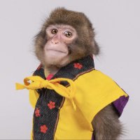 Cheeky Monkey (@cheeky_moonkey) 's Twitter Profile