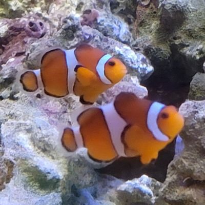 きぼぜつリスペとか、MUGEN大会動画あげてます
ニコ動マイページ【https://t.co/hCSkiAhLy3】
設定記載用ブログ【https://t.co/FHdpUFWAeT】
何かありましたら気軽にお声がけくださいませ