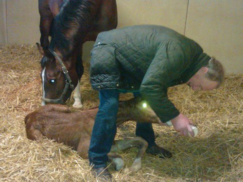 RonTheVet's profile picture. 