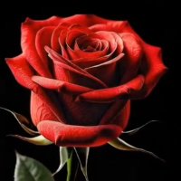ام خالد (@amheyam1) Twitter profile photo
