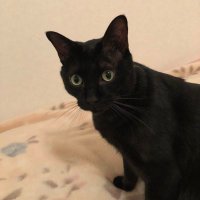 サボすけ (@sabosuke_0726) 's Twitter Profile