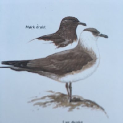 candymann271's profile picture. 