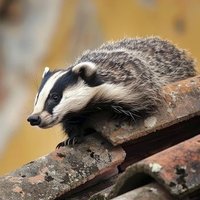 Badgerontheroof (@badgerontheroof) 's Twitter Profile Photo Badgerontheroof (@badgerontheroof) 's Twitter Profile Photo