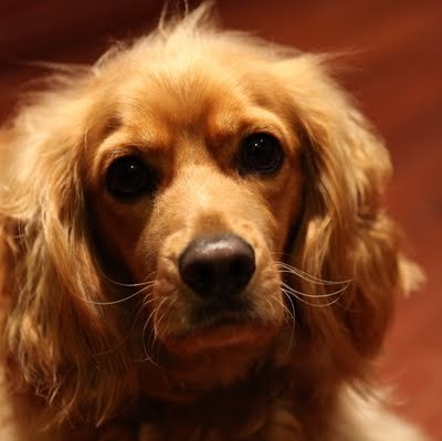 Dexydog's profile picture. A Dog