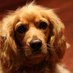 Dexter Dog (@dexydog) Twitter profile photo