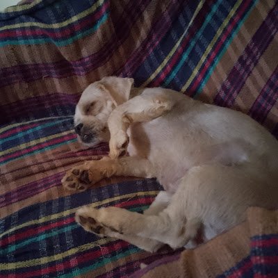 zanin_joao28279's profile picture. 