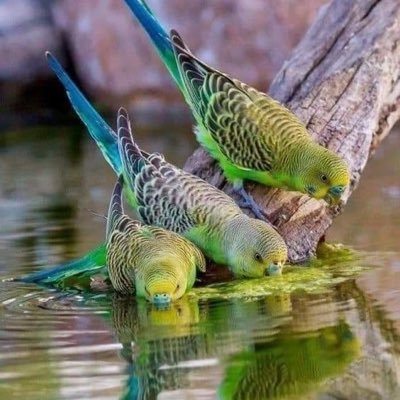 I love birds, art, travel and music. My favorite bands are Bay City Rollers, Monkees, Enrique Iglesias, FUN, AJR, Bee Gees, Andy Gibb, Bret Michaels, Abba.