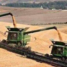 OscarMarchi2's profile picture. productor Agropecuario