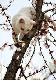 antovisco's profile picture. 