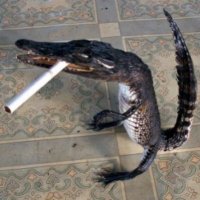 JaM (@1nonlyjam) 's Twitter Profile