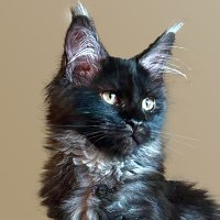 ✦ whoisaqua (@whoisaqua_) 's Twitter Profile Photo