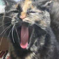 きのーこ@AKI🍄 (@kinoko_hazike) 's Twitter Profile