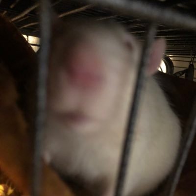 Rat_lord4's profile picture. hello I'm Rattington. I draw primarily with a mouse, and am still kinda shit at it... so all criticism is appreciated.