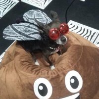 钗花 (@yuklpts) 's Twitter Profile
