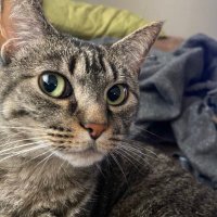 Shammerham (@shammerham) 's Twitter Profile