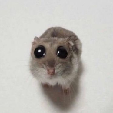 scampahh's profile picture. oh noes